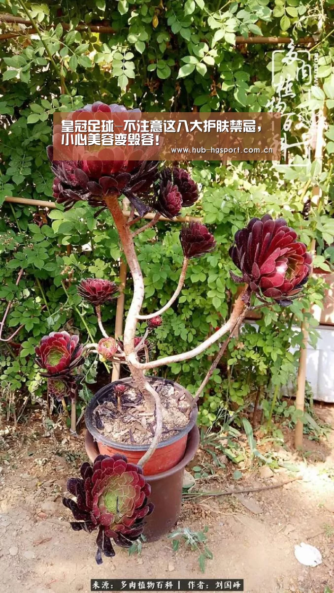 皇冠足球-不注意这八大护肤禁忌,小心美容变毁容!(图2) 皇冠足球